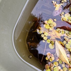 メダカ　色々ミックスの画像