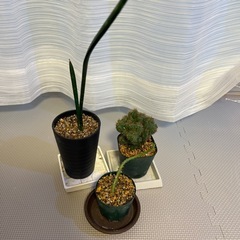 サンスベリア、ユーフォルビア（多肉植物）サボテンの画像