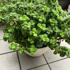 アロマティカスの画像