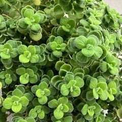 アロマティカスの画像