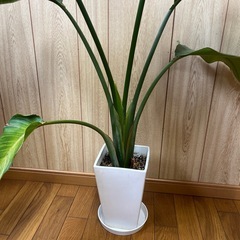 ストレリチア🪻の画像