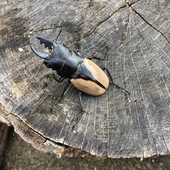 ブルマイスターツヤクワガタ♂1頭♀2頭の画像