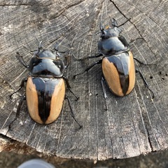 ブルマイスターツヤクワガタ♂1頭♀2頭の画像