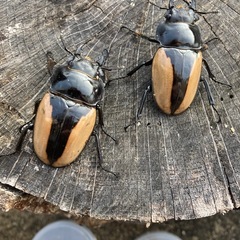 ブルマイスターツヤクワガタ♂1頭♀2頭の画像