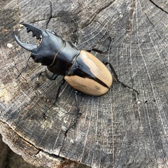 ブルマイスターツヤクワガタ♂1頭♀2頭の画像