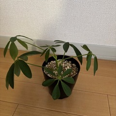 シェフレラの画像