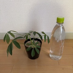 シェフレラの画像