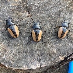ブルマイスターツヤクワガタ♀3頭の画像
