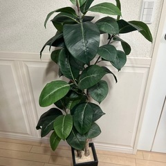 光触媒　フェイクグリーン　の画像