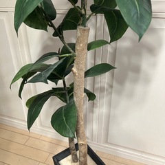 光触媒　フェイクグリーン　の画像