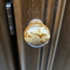 ✨️ジモティー割引✨️【ジャングルジャングル堺初芝店】　現状販売　ワードローブ　堺市（東区　西区　北区　南区　堺区　美原区）高石市　泉大津市　忠岡町　和泉市　松原市　大阪狭山市の画像