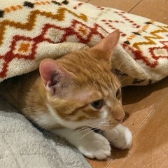 茶トラ白♂の兄弟