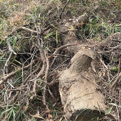 焚き火、薪、バーベキューに
の画像