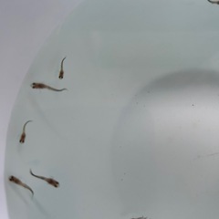 国産グッピーMIX　稚魚！　🤗　（決まりました！）　 の画像