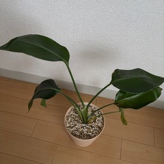 ストレリチアの画像