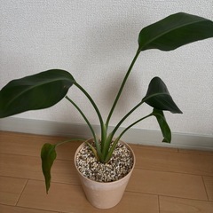 ストレリチアの画像