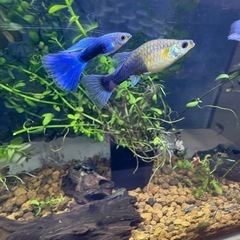 国産グッピーMIX　稚魚！　🤗　（決まりました！）　 の画像