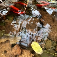 金魚の画像