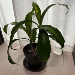 観葉植物　“幸福の木”の画像