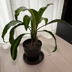 観葉植物　“幸福の木”の画像