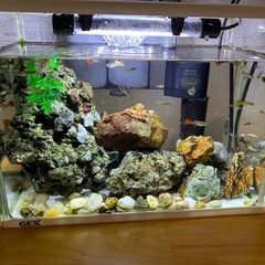 初心者OK 水槽フルセット すぐ使用可 ヒーター・餌付きの画像