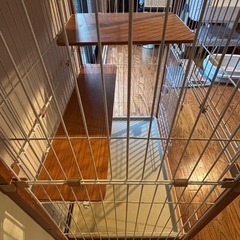 猫 ゲージの画像