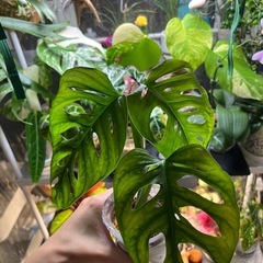 マドカズラ　　観葉植物の画像