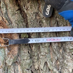 [ナラの木.栗の木、原木]の画像