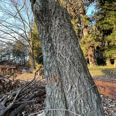 [ナラの木.栗の木、原木]の画像