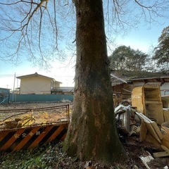 [ナラの木.栗の木、原木]の画像