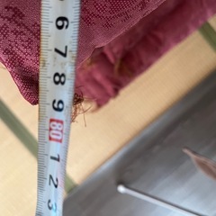 座布団１枚200円の画像