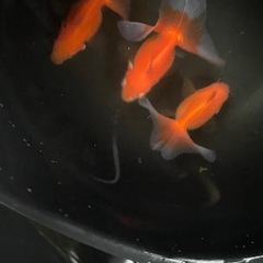 土佐錦　　　エラ捲れ　3尾の画像