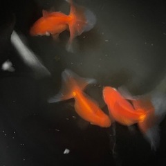 土佐錦　　　エラ捲れ　3尾の画像