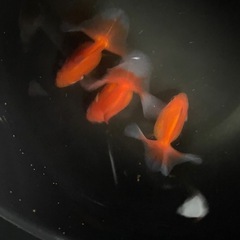 土佐錦　　　エラ捲れ　3尾の画像