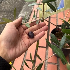 オリーブ ネバディロブランコ 実付き 庭木 苗木の画像