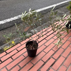オリーブ ネバディロブランコ 実付き 庭木 苗木の画像