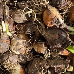 彼岸花　八重咲き　リコリス　10球　レアの画像