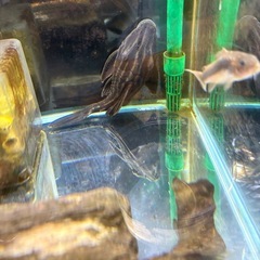 キューブ水槽、外部濾過器、サンダーロイヤルプレコ
の画像