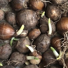 リコリス　彼岸花　球根　10球　レアの画像