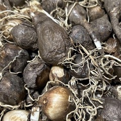 リコリス　スプレンゲリ　夏水仙　10球　レアの画像