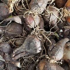 リコリス　彼岸花　紅色　10球　レア色の画像