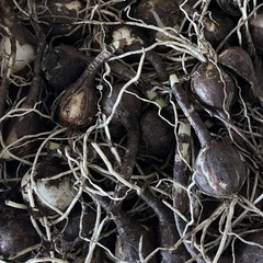 リコリス　彼岸花　球根　10球　レア色の画像