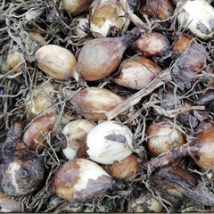 彼岸花　リコリス　球根　10球　レア色の画像