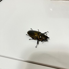 ババオウゴンオニクワガタ　♀単品　受渡決定の画像