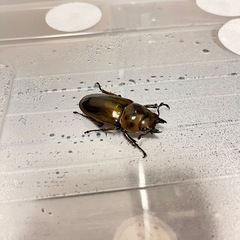 ババオウゴンオニクワガタ　♀単品　受渡決定の画像