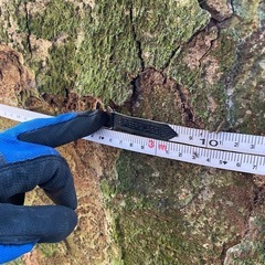 [ナラの木.栗の木、原木]の画像