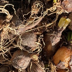 リコリス　彼岸花　白色　10球　レアの画像