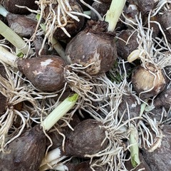 彼岸花　黄色　10球　ショウキズイセンの画像