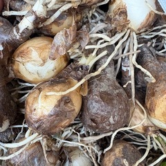 彼岸花　白覆輪　球根　10球の画像