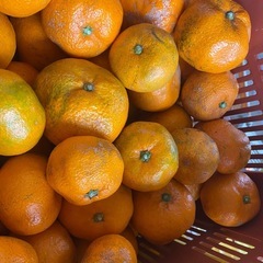 わけありみかん  説明文をお読みください キャンセル出ましたの画像